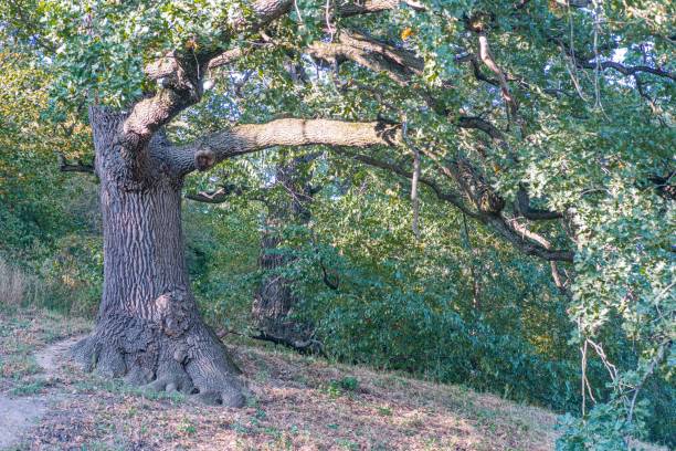 istock An old tree in a park or clearing, with a path winding through The scene is serene and immersive under the canopy, showcasing natures tranquility and timeless beauty 2187885059