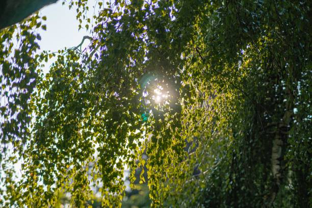A serene outdoor scene with a focus on light and shadow, featuring a blurred garden or park bench amidst trees The image showcases the three-dimensional texture of leaves, green color palette contra