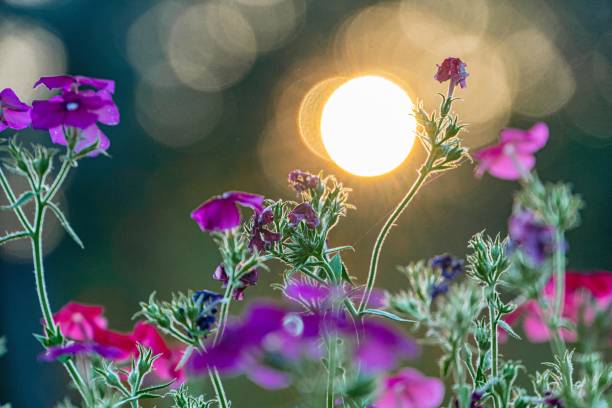 istock A serene garden scene with pink flowers under sunsets soft glow, highlighted by a bright light source Depth of field is shallow, emphasizing the flowers and creating depth No additional context pr 2187885527