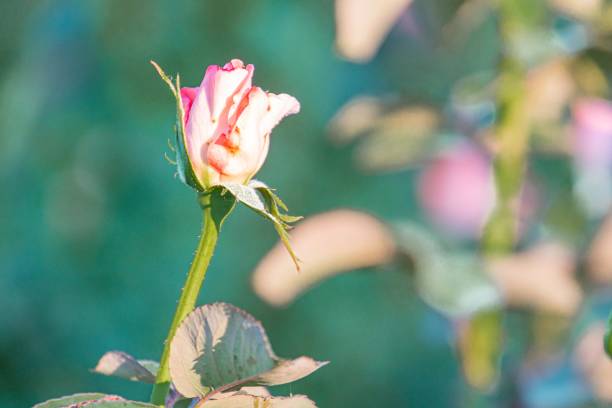 istock A single, open pink rose on a blurred green background, photographed in a naturalistic style with midday lighting 2187885575