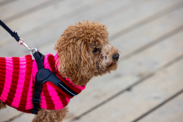close up of cute dog