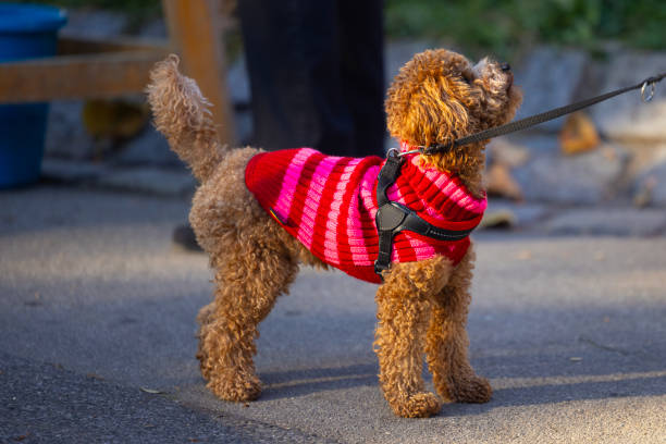 istock close up of cute dog 2187885672