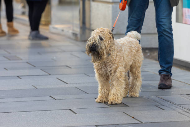 istock close up of cute dog 2187886602