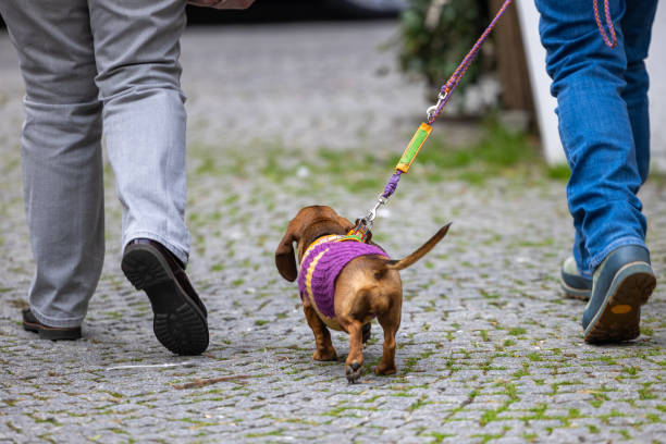 istock close up of cute dog 2187886695