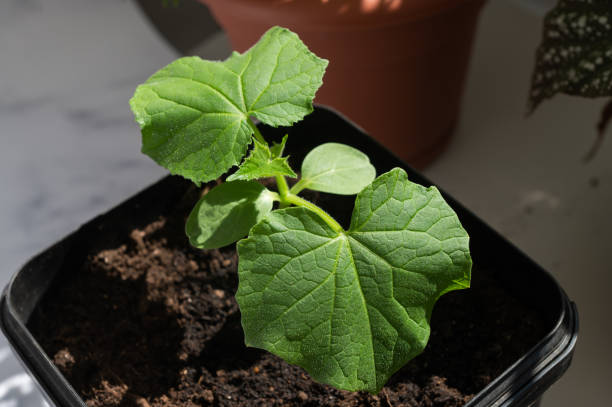 Young Green Cucumber Plant in a Black Pot on a Table