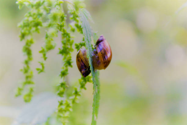 Common snails, snails meeting.