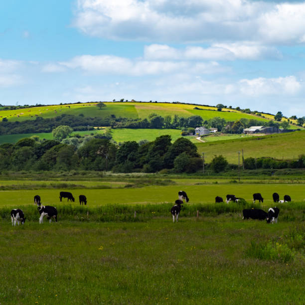 istock A cows graze on a grass meadow on a summer day. Hilly Irish agrarian landscape. Clear blue sky with white clouds. Black and white cow on green grass field 2187890436