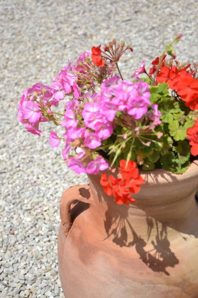 istock beautiful flowers in the park 2187890714