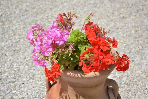 istock beautiful flowers in the park 2187890715
