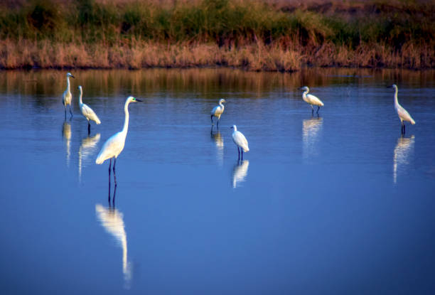 White birds in the lake, Pakistan
