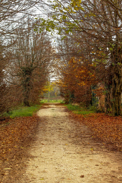 A dirt road surrounded by trees from which leaves have fallen.