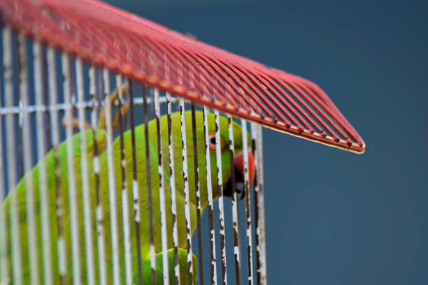 The bird is peeking out of the cage
