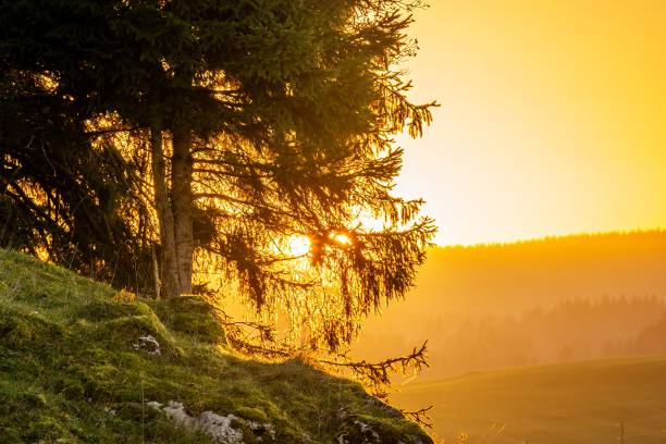 Landscape of mountain and pine tree at sunset in Switzerland.