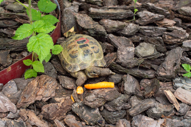 istock Turtle Feasting on Carrots Amidst Bark and Greenery 2187893981