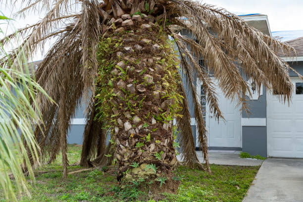 istock Dry dead palm tree on Florida home backyard 2187894206