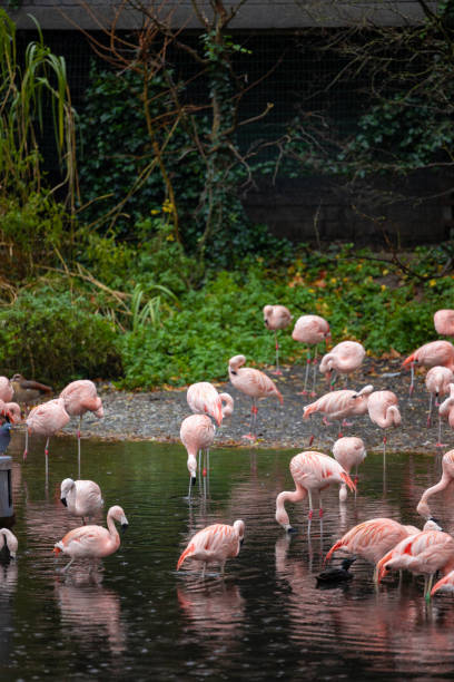 istock Flamingos standing in the lake 2187897641