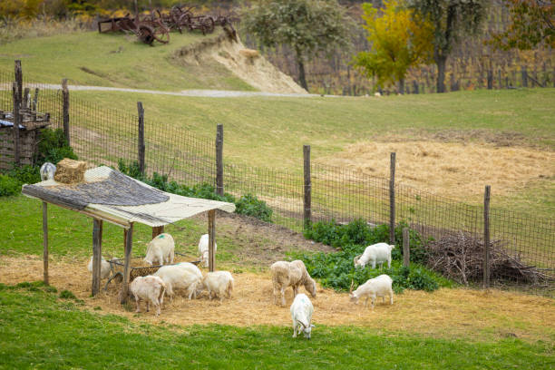 istock goats and sheep in the green field 2187897646