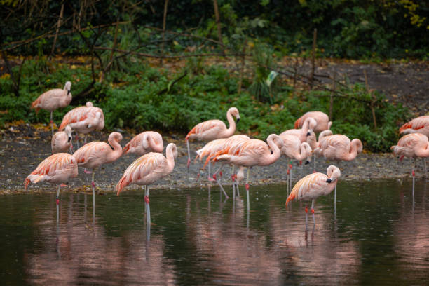 istock Flamingos standing in the lake 2187897685