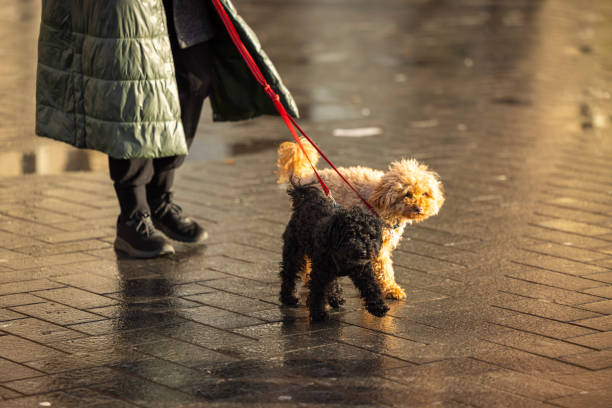 istock close up of cute dog 2187897693