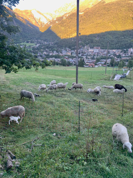 istock Sheep in the Italian Alps 2187900234