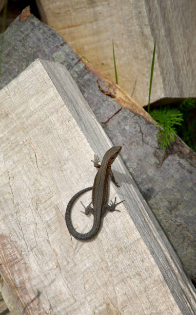istock close-up lacerta, lizard in the Carpathians, top view 2187900579