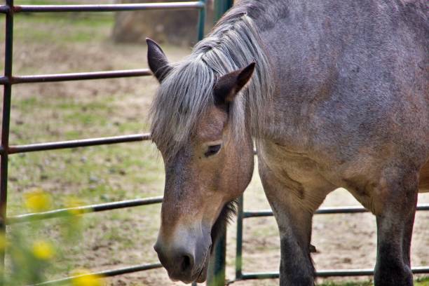 istock Close up of horse head 2187901466