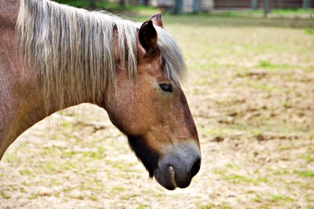 Domestic Animal