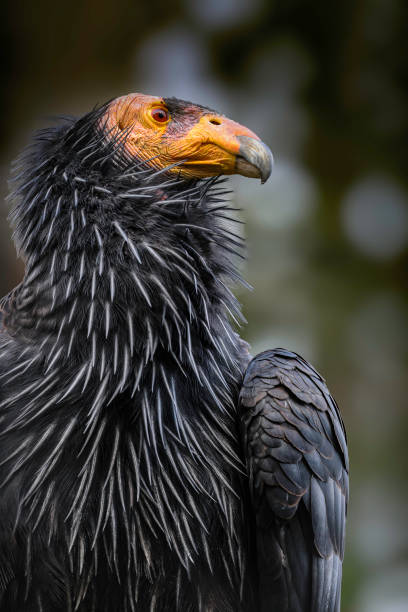 A single, juvenile Andean Condor (Vultur gryphus), with its characteristic brown plumage, soaring against a blue sky in the Andes mountains of central Chile.