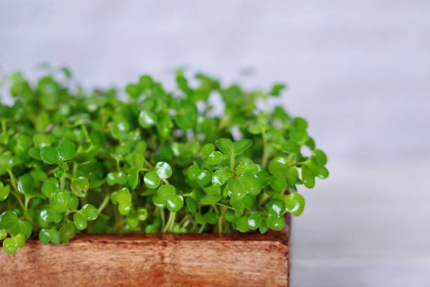 Macro photography of mustard microgreens, showcasing the journey from seed to plate.