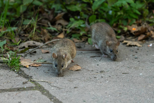 Two common rats (Rattus norvegicus) on a walkway Two common rats (Rattus norvegicus) searching for something to eat on a walkway in a public park. rodent stock pictures, royalty-free photos & images