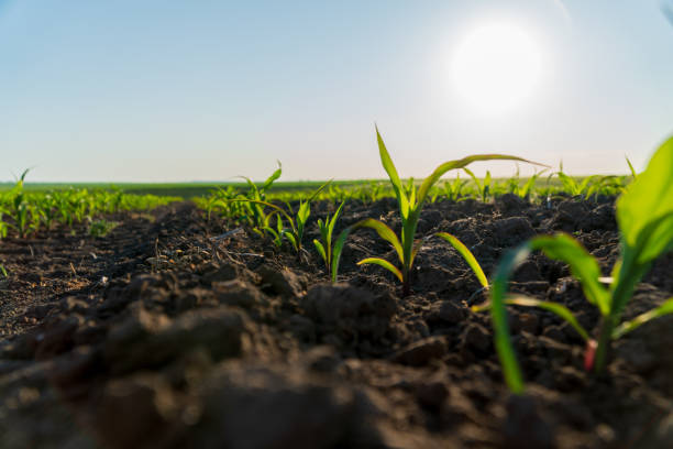 istock Vibrant corn plants emerge from rich soil, reaching towards the sky as the sun shines down in a peaceful rural farming landscape. This symbolizes growth and agricultural prosperity 2187904270