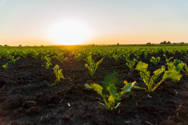 istock Rows of young sugar beet plants thrive in dark soil as the sun sets over a vibrant agricultural field. The landscape showcases dedicated crop cultivation at twilight 2187904657