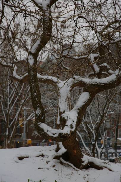 istock Gorgeous twisted oak tree covered in snow growing in public Brooklyn park on a cold winter day in New York 2187905649