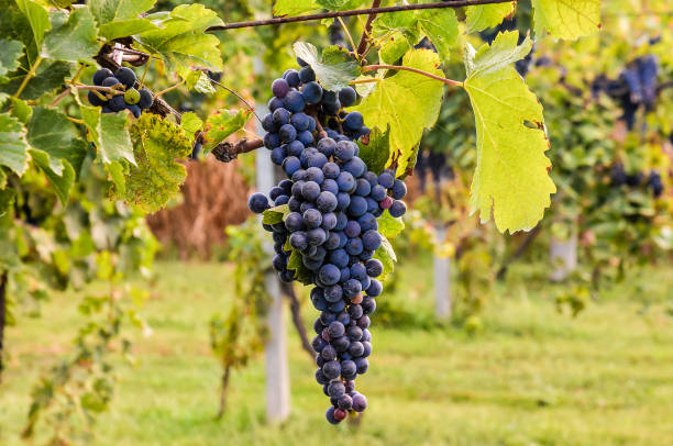 istock Vineyard Ready to Produce Wine 2187905826