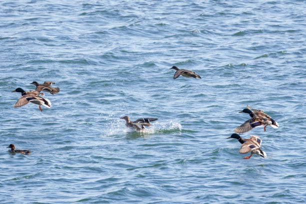 istock Mallard ducks landing on the river. 2187907279