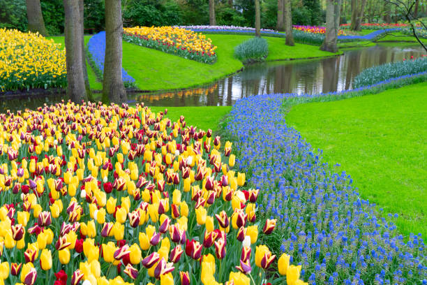 istock Rows of tulip flowers 2187910476