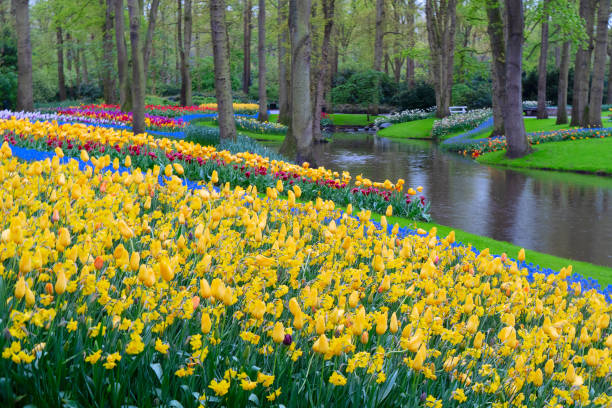 istock Rows of tulip flowers 2187910521