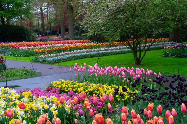 istock Rows of tulip flowers 2187910570