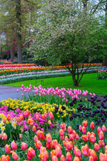 istock Rows of tulip flowers 2187910639