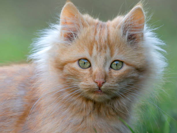 Ginger kitten stares at the camera