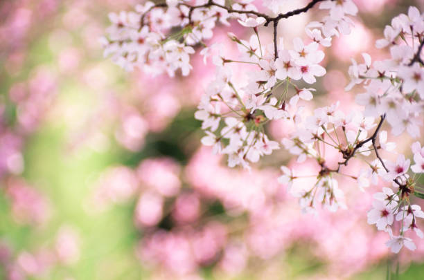 istock Cherry Blossom Against Abstract Pink  Background 2187911923