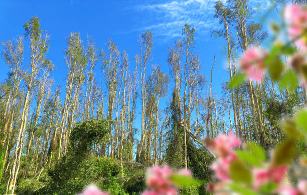 Tropical forest in Florida