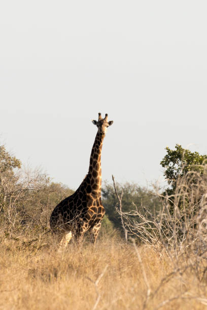 istock A photo of giraffe 2187913518