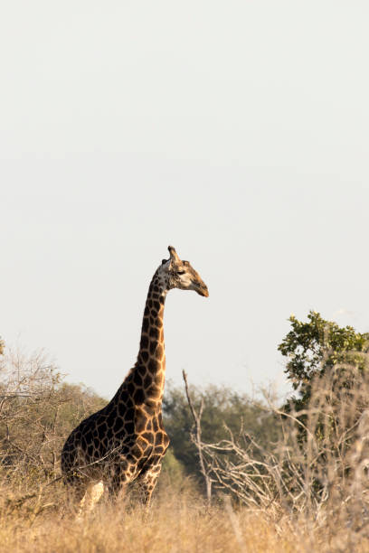 istock A photo of giraffe 2187913522