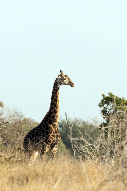 istock A photo of giraffe 2187913523