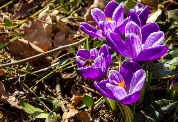 Bee on a pink Saffron flower. Bee picking pollen from crocus flower. Busy bee inside of lilac crocus flower spring background with copy space.