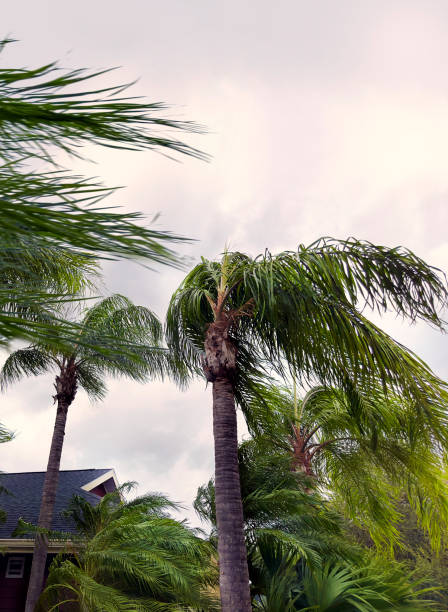 istock Palm trees and house during tropical storm 2187914657