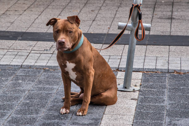 istock American Staffordshire Terrier dog 2187914726