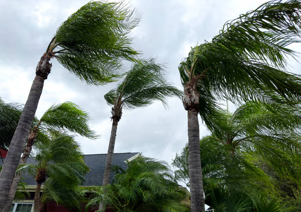 istock Palm trees and house during tropical storm 2187914736