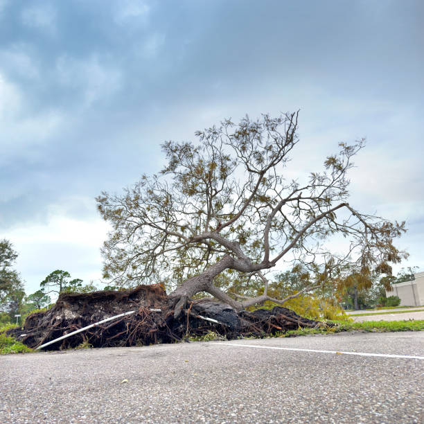 Storm aftermath, strong wind knocked down a tree which resulted in damaging power lines and blocking the road in Poconos mountains region